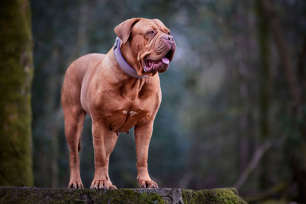 Dog De Bordeaux Photographed On A Tree Trunk.