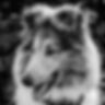 Josie1060.jpg