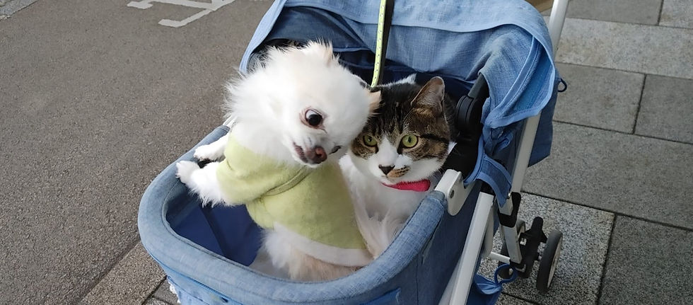 A cat and a dog dressed up and being taken for a ride in a stroller