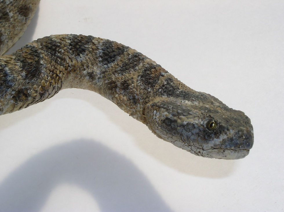 Reptiles & Amphibians