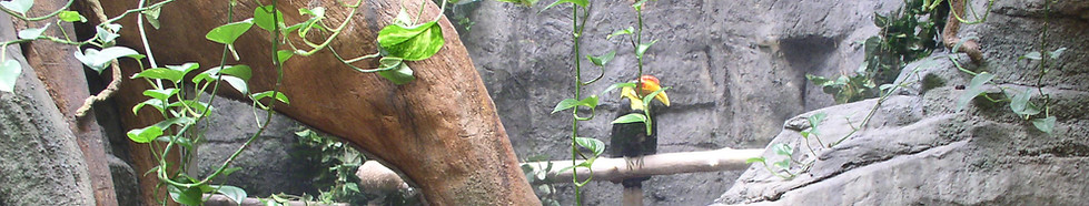 Hornbill exhibit Denver aquarium Ocean Journey Pangaea Designs