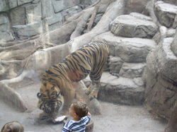 Stone & wood steps, tiger habitat