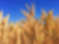 Agronor Foto.jpg