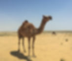 camel ride In Qatar