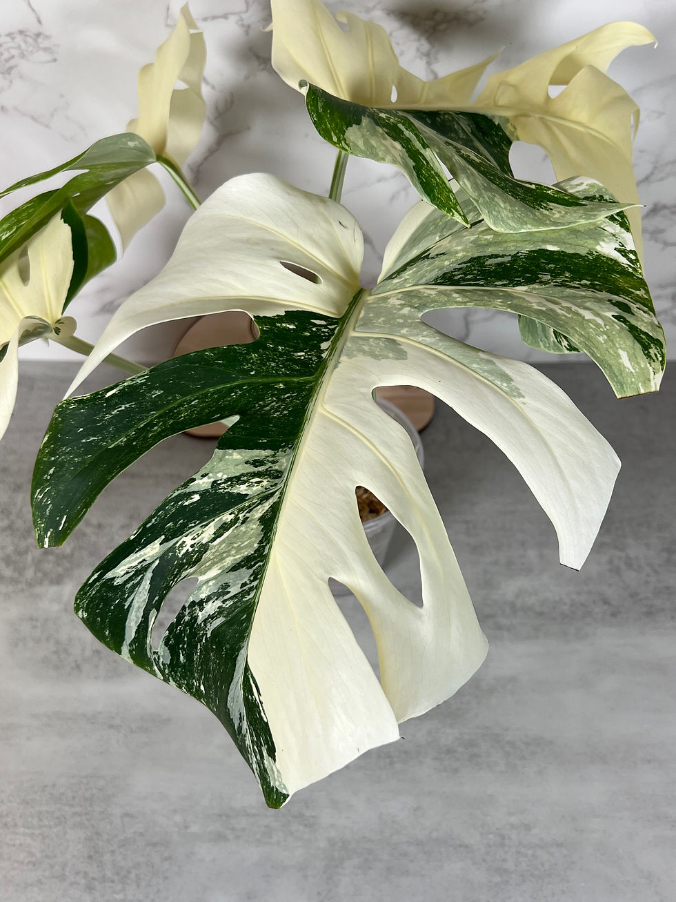Thumbnail: Monstera Albo Rooting Top Cutting High Variegation (26)