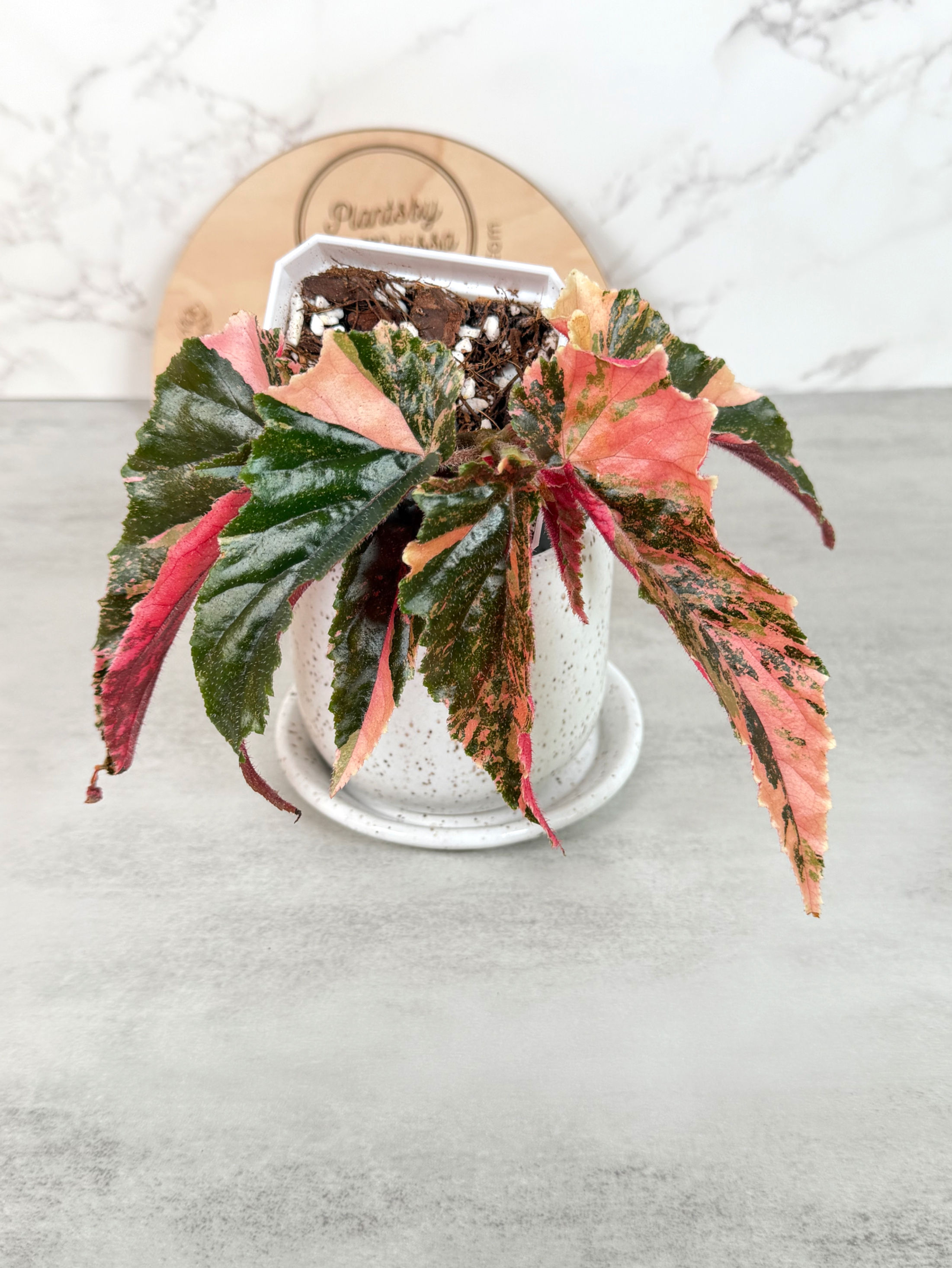 Begonia Ginny Galaxy Variegated (51)