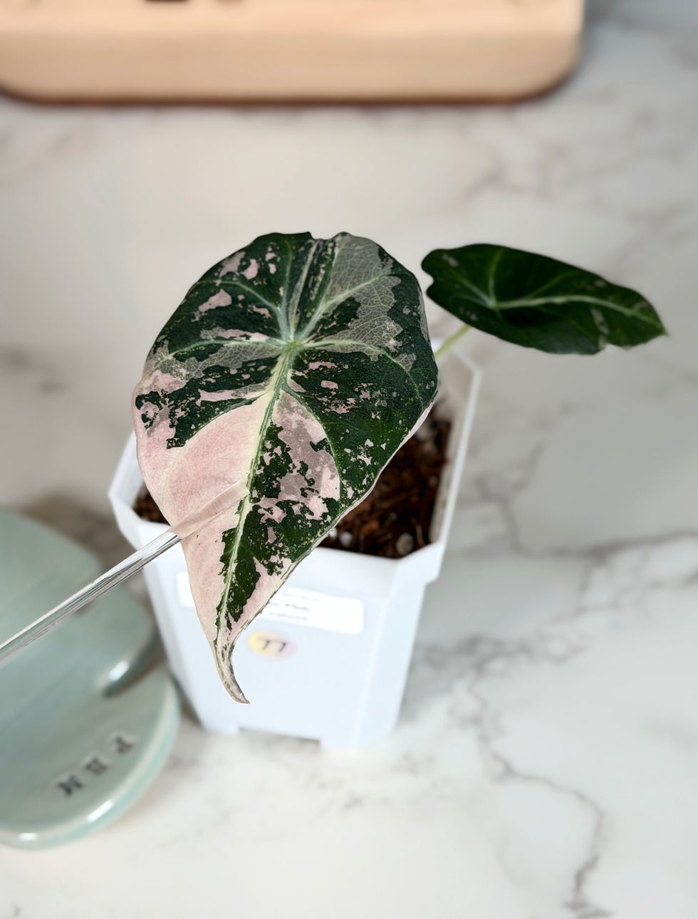 Alocasia Black Velvet Pink Variegated - Corm Grown (77) | plantsbymelissa