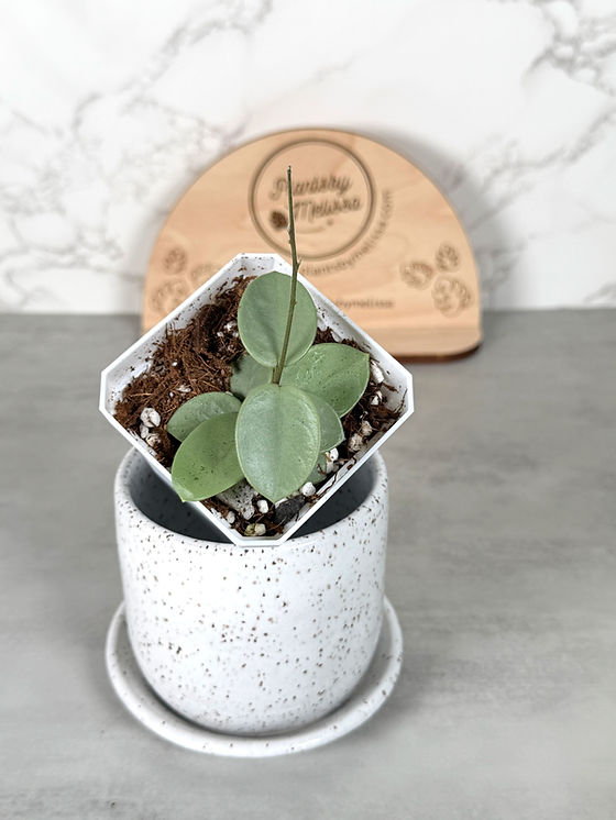 hoya mathilde greyfairy 希少品種 hoya mathilde greyfairy 希少品種 Hoya Mathilde 'Grey Fairy' full