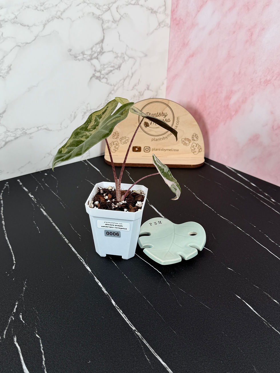Thumbnail: Alocasia Pseudo Sanderiana, Peach/Pink/Aurea CG (0006)