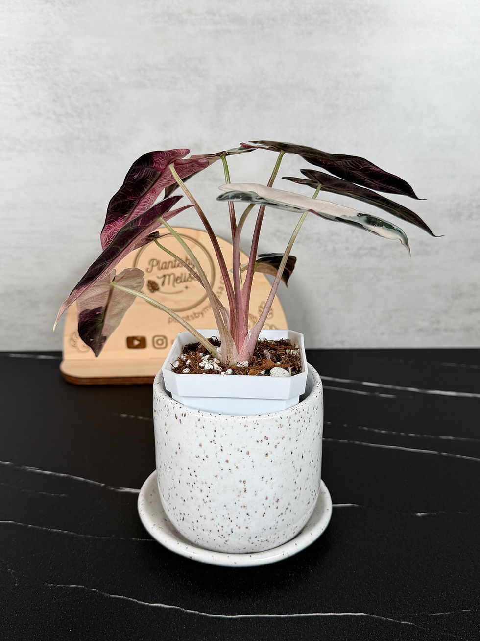Thumbnail: Alocasia Bambino Pink Variegated - Rhizome Cutting (0067)