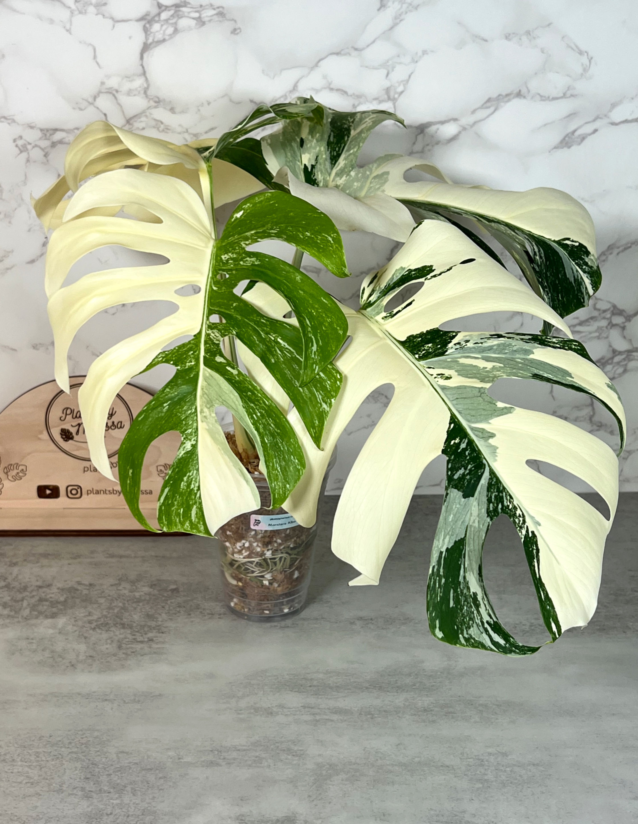 Monstera Albo Rooting Top Cutting High Variegation (26)