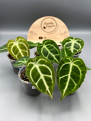 Anthurium Dorayaki x Forgetii X Magnificum (29) | plantsbymelissa