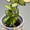 Thumbnail: Hoya Lacunosa Bruno Tricolor (1)