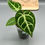 Thumbnail: Anthurium Dorayaki x Forgetii X Magnificum (86)
