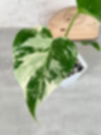 Thumbnail: Monstera Albo Rooted Plant (67)