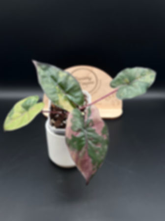 Alocasia Yucatan Princess Variegated - Corm Grown (42)