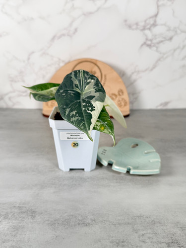 Alocasia Maharani Albo – Corm Grown (20) | plantsbymelissa