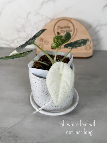 Alocasia Maharani Albo – Corm Grown (20) | plantsbymelissa