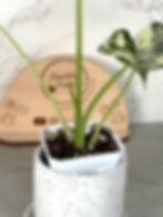 Thumbnail: Alocasia Regal Shields Albo – Corm Grown (16)