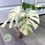 Thumbnail: Monstera Albo Rooting Top Cutting High Variegation (62)