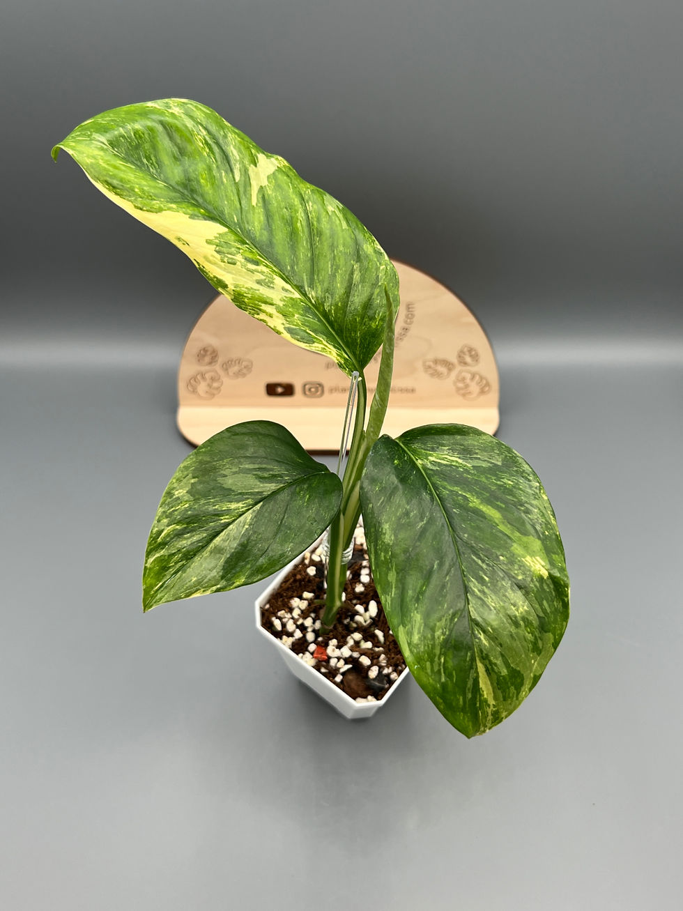 Monstera Lechleriana Variegated (46) | plantsbymelissa Monstera Lechleriana Variegated (46) | plantsbymelissa