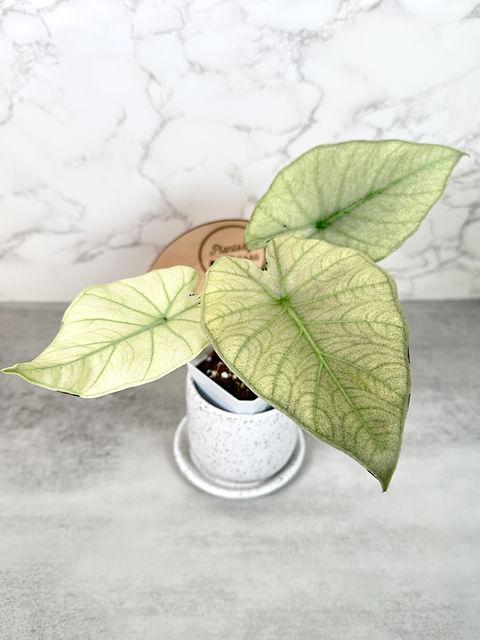 Alocasia Regal Shields Albo (came in full mint) – Corm Grown