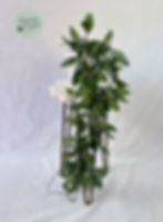 Thumbnail: Hoya Lacunosa "Louisa’s Silver" (65)