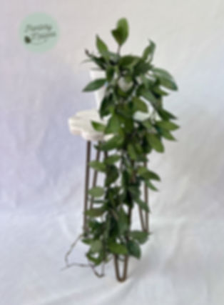 Hoya Lacunosa "Louisa’s Silver" (65)
