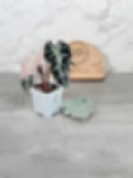 Thumbnail: Alocasia Bambino Pink Variegated - Rhizome Cutting (61)