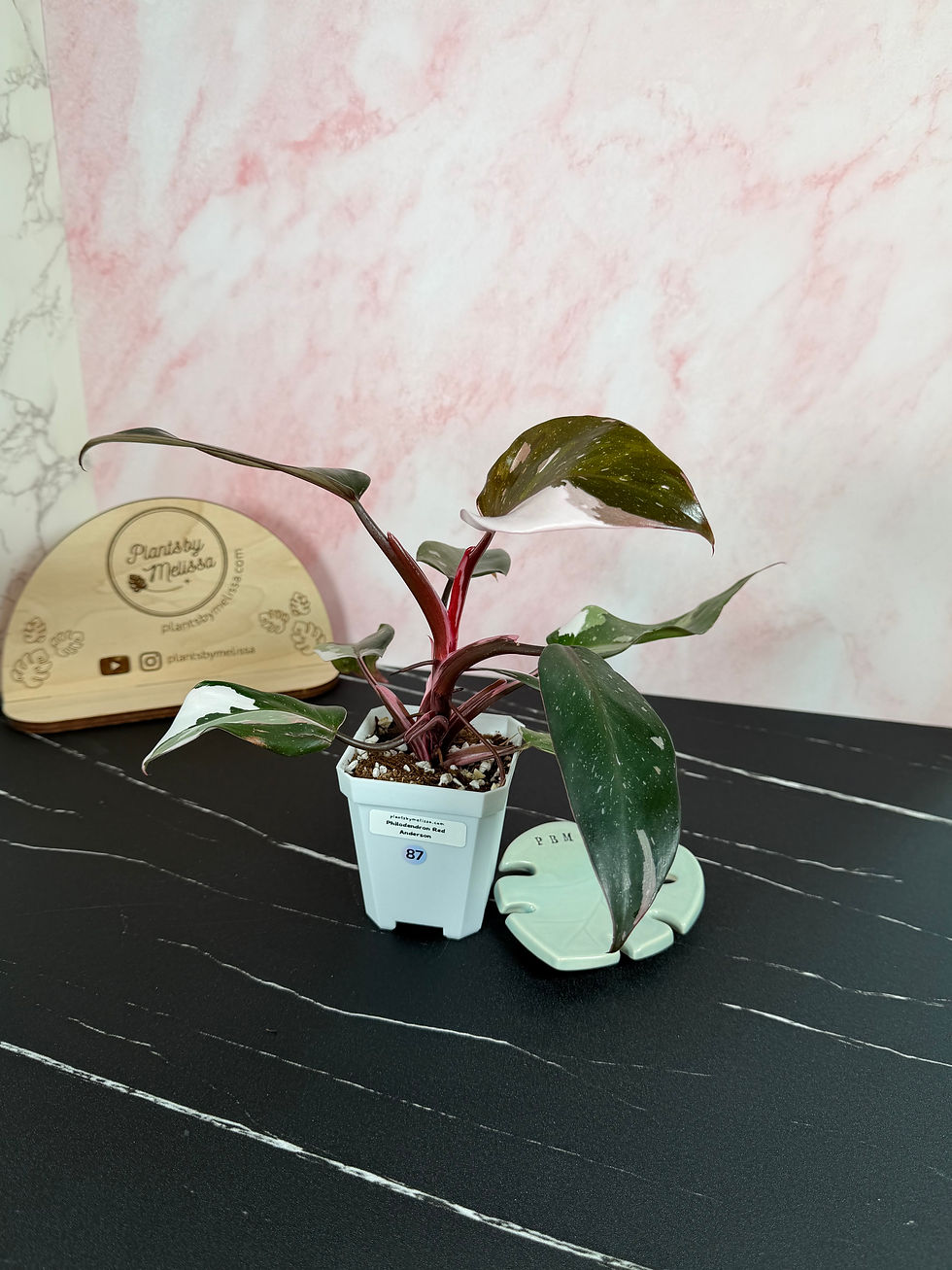 Thumbnail: Philodendron Red Anderson – 2 growth points (87)