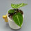 Thumbnail: Anthurium Dorayaki x Forgetii X Magnificum (7)