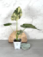 Thumbnail: Alocasia Regal Shields Albo – Corm Grown (16)
