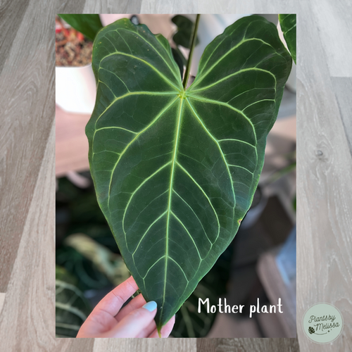 Anthurium Dorayaki x Forgetii X Magnificum (29) | plantsbymelissa