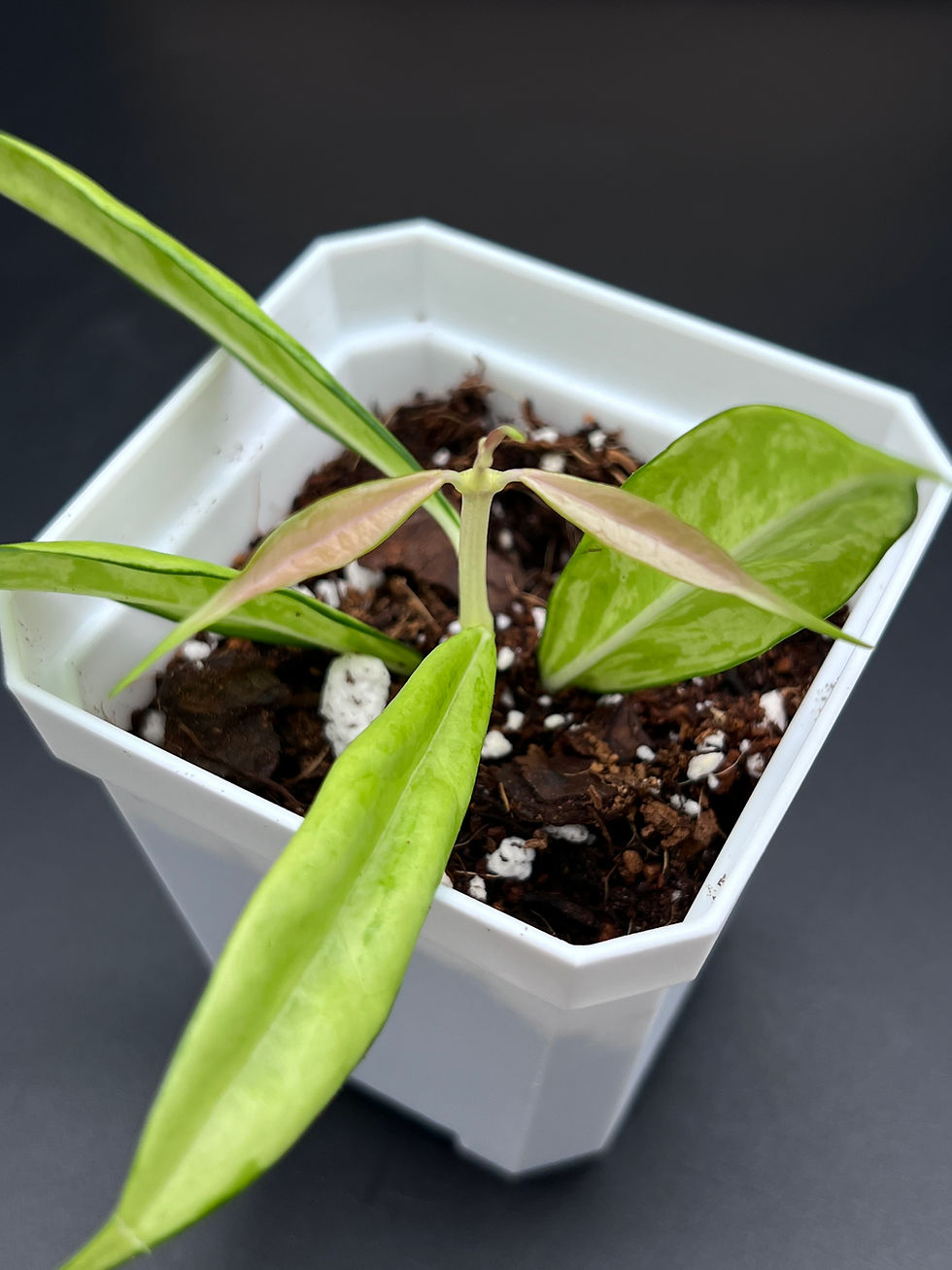 Thumbnail: Hoya Yingjiangensis Variegated (71)