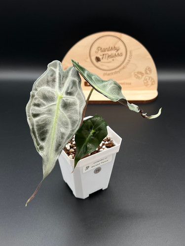 Alocasia Venom (76) | plantsbymelissa