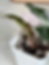 Thumbnail: Alocasia Polly Pink Variegated - Corm Grown (80)