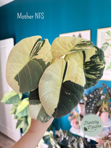 Alocasia Maharani Albo – Corm Grown (20) | plantsbymelissa