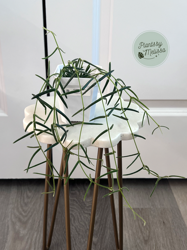 Hoya Linearis GROWER'S CHOICE | plantsbymelissa
