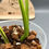 Thumbnail: Monstera Deliciosa Aurea Variegated (84)
