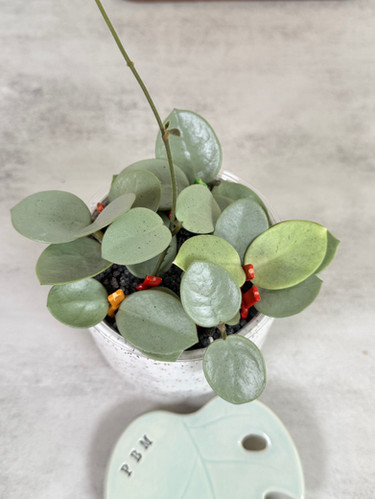 GROWER'S CHOICE Hoya Mathilde 'Grey Fairy' 1-Node Cutting