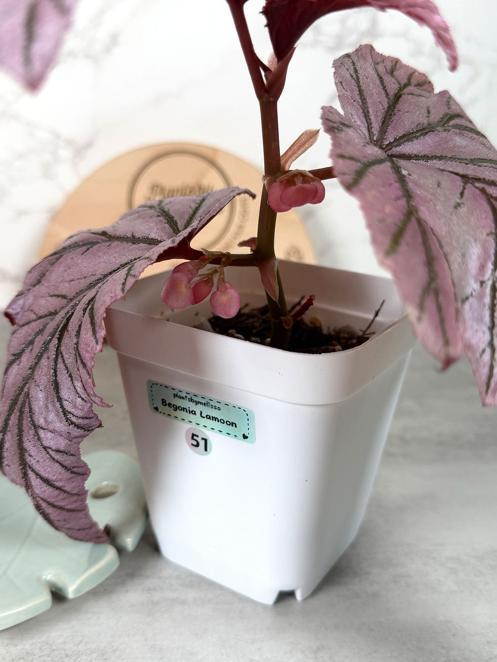 Thumbnail: Begonia Lamoon (51)