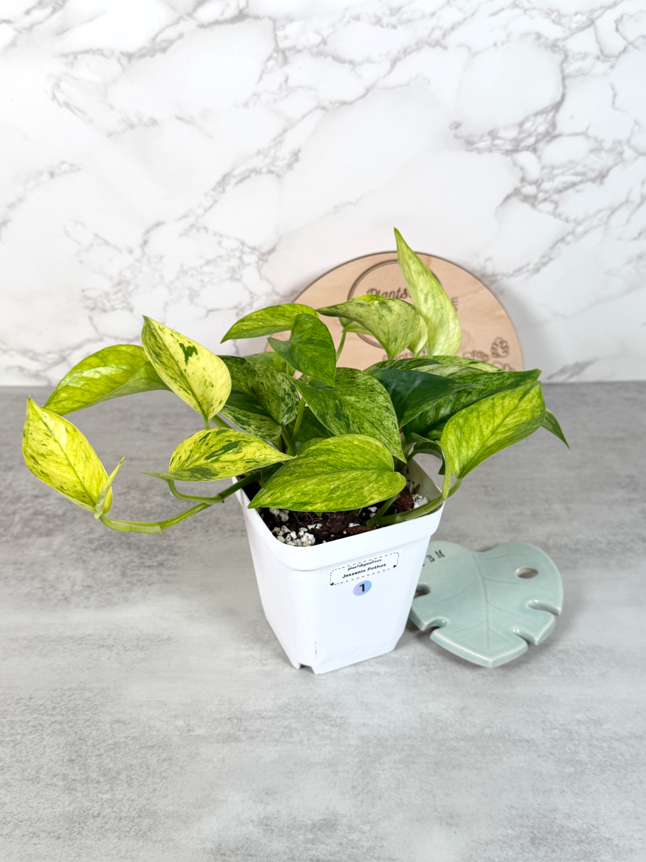Jessenia Pothos (1)