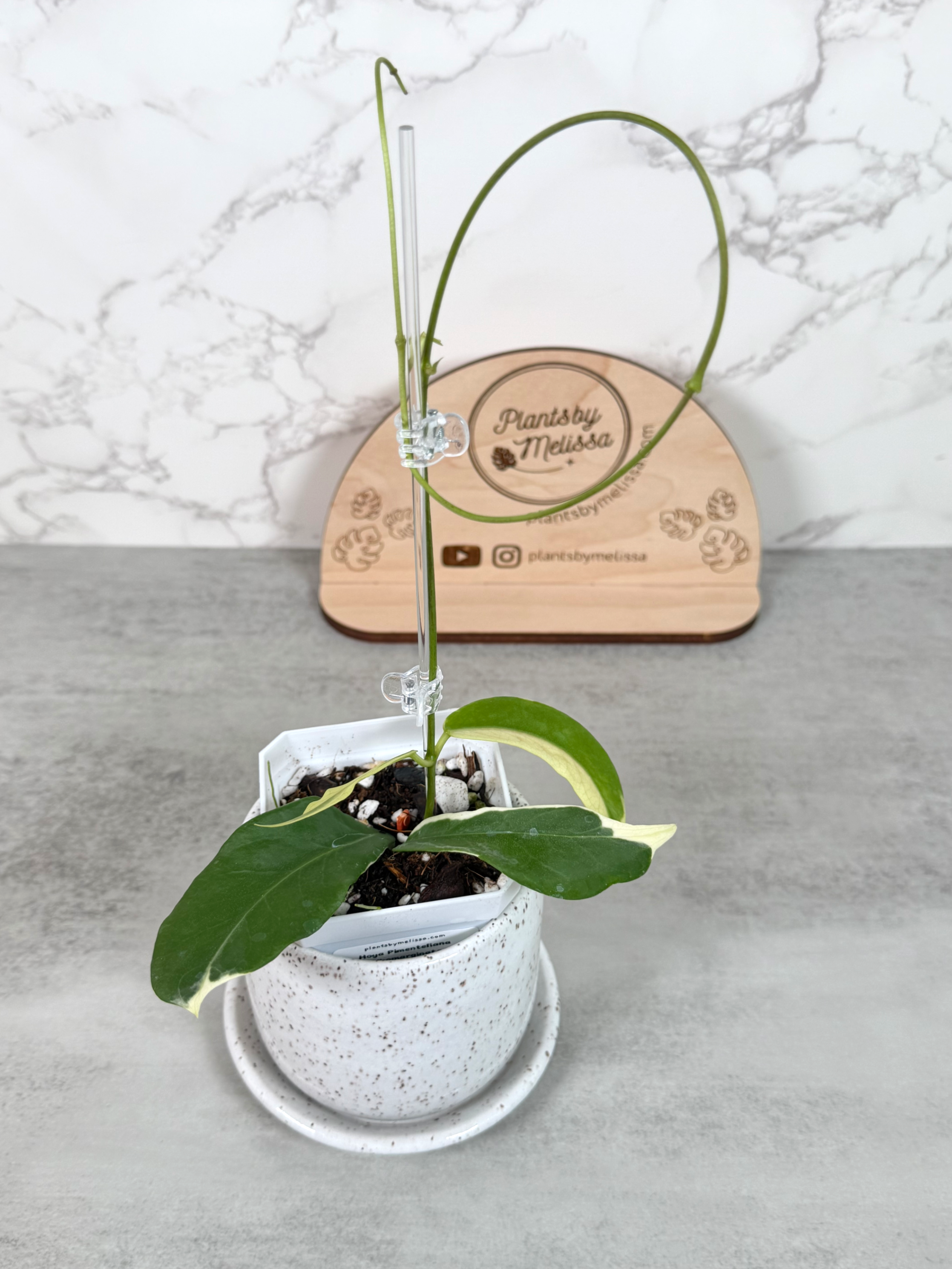 Hoya Pimenteliana Albomarginata (76)