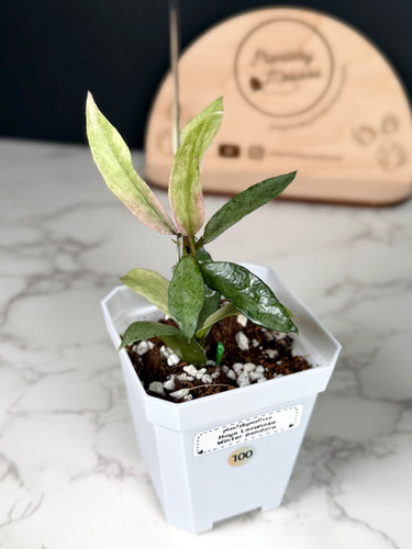 Hoya Lacunosa Winter Pandora (100) | plantsbymelissa