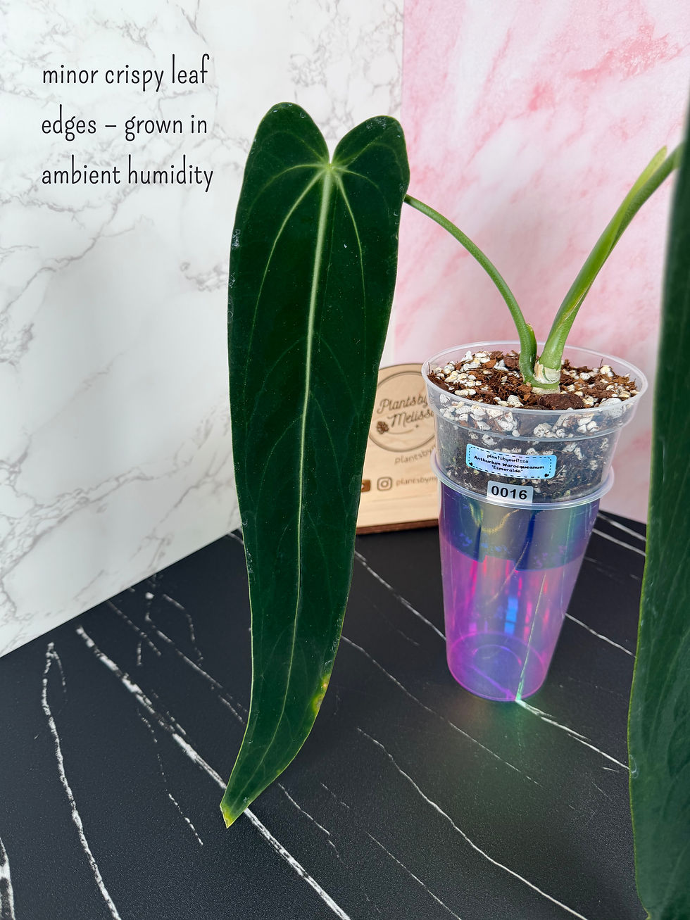 Thumbnail: Anthurium Warocqueanum 'Esmeralda' (0016)
