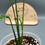 Thumbnail: Monstera Obliqua Peru (81)