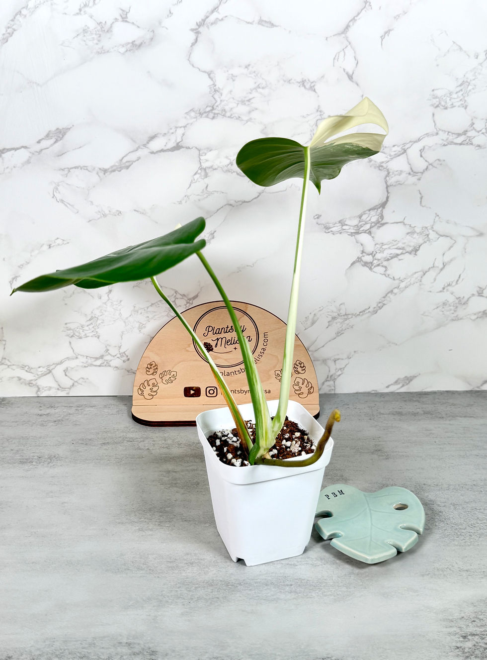 Thumbnail: Monstera Albo (54)