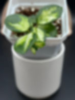 Thumbnail: Hoya Mathilde Variegated (76)