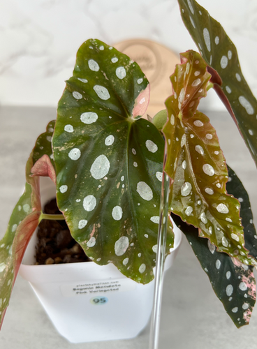 Begonia Maculata Pink Variegated (95) | plantsbymelissa