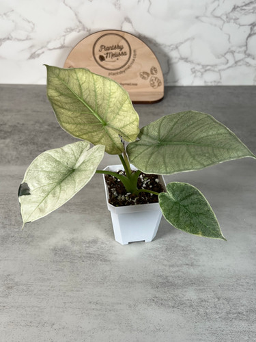 Alocasia Regal Shields Albo - Corm Grown (93) | plantsbymelissa